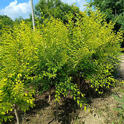 蜗轮减速器,中心传动刮泥机减速机,精雕机厂家,铝板精雕机