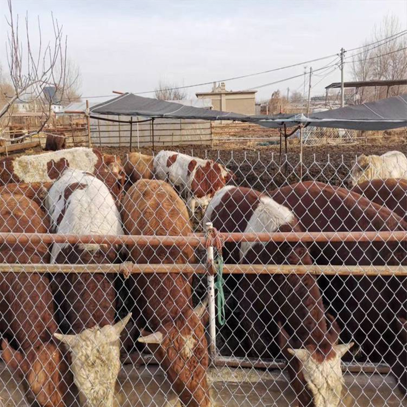 煤矿支护网、养殖围栏网
