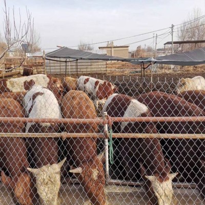 煤矿支护网、养殖围栏网